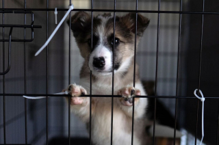 Illustration de l'article : Un vétérinaire audacieux traverse l'Ukraine pour sauver des centaines d'animaux pris au piège au cœur du conflit