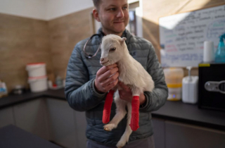 Illustration de l'article : Un vétérinaire audacieux traverse l'Ukraine pour sauver des centaines d'animaux pris au piège au cœur du conflit
