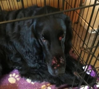 Illustration de l'article : Son chien gravement brûlé au visage : cet homme alerte les propriétaires sur une plante toxique !