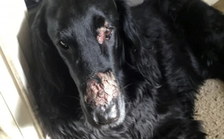 Illustration de l'article : Son chien gravement brûlé au visage : cet homme alerte les propriétaires sur une plante toxique !
