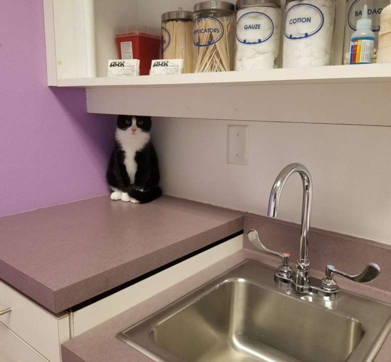 https://www.woopets.fr/assets/ckeditor/2022/mar/actualities/13437/xl/a835505351907caa3d56df7982.jpg