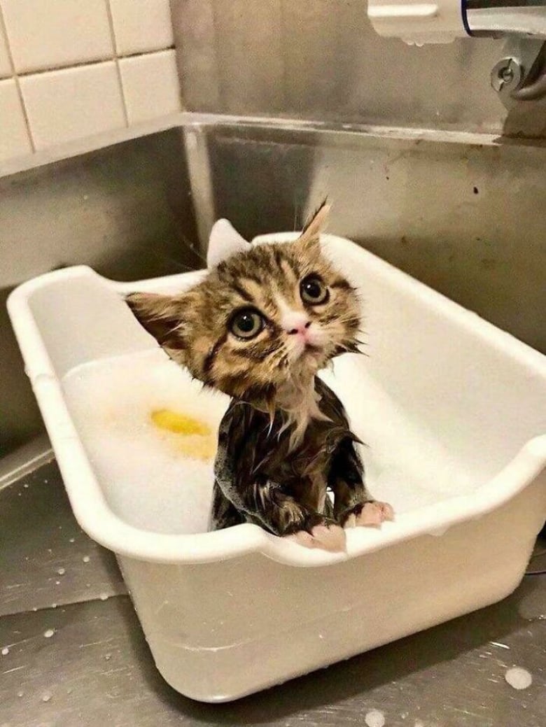 https://www.woopets.fr/assets/ckeditor/2022/mar/actualities/13455/xl/ces-xx-photos-demontrent-que-les-chats-ont-un-charme-fou-26e36a31c.jpg