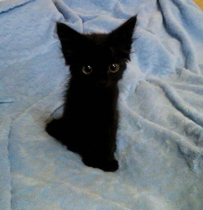 https://www.woopets.fr/assets/ckeditor/2022/mar/actualities/13455/xl/ces-xx-photos-demontrent-que-les-chats-ont-un-charme-fou-2e6c99ac6.jpg