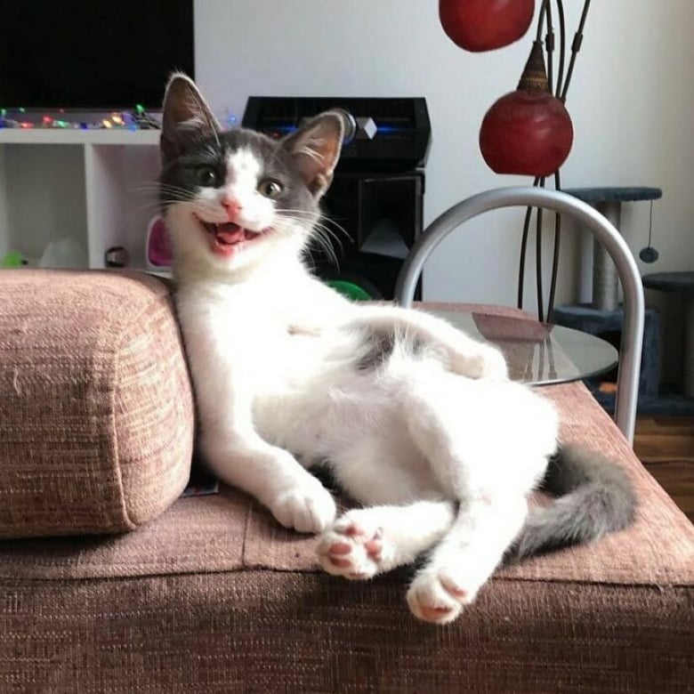 https://www.woopets.fr/assets/ckeditor/2022/mar/actualities/13455/xl/ces-xx-photos-demontrent-que-les-chats-ont-un-charme-fou-57b929ea6.jpg