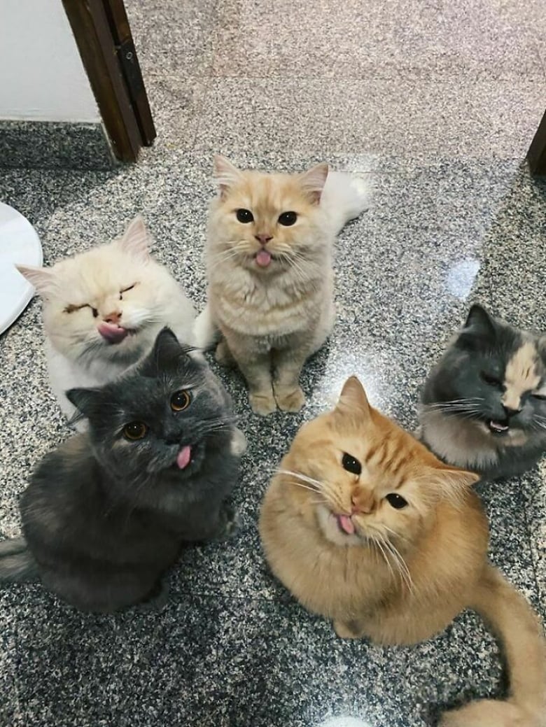 https://www.woopets.fr/assets/ckeditor/2022/mar/actualities/13455/xl/ces-xx-photos-demontrent-que-les-chats-ont-un-charme-fou-7187004e8.jpg