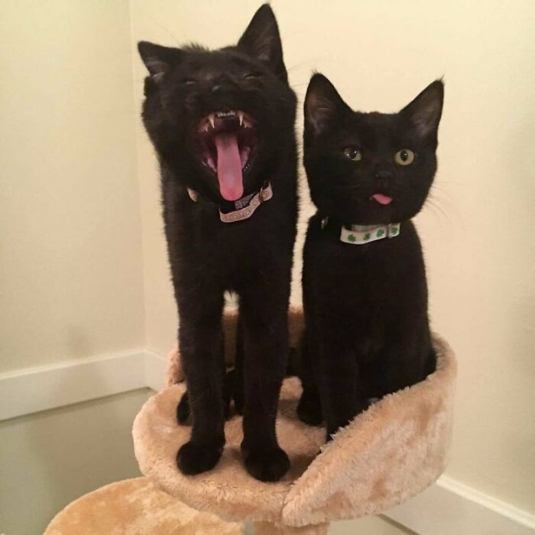 https://www.woopets.fr/assets/ckeditor/2022/mar/actualities/13455/xl/ces-xx-photos-demontrent-que-les-chats-ont-un-charme-fou-9f17d8247.jpg