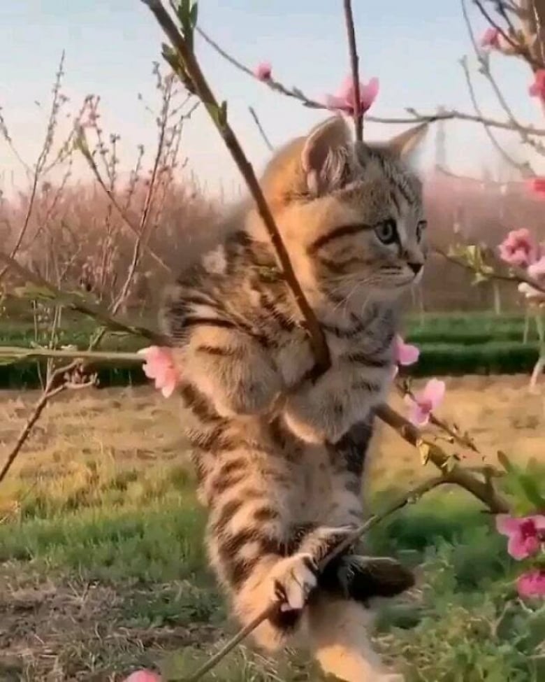 https://www.woopets.fr/assets/ckeditor/2022/mar/actualities/13455/xl/ces-xx-photos-demontrent-que-les-chats-ont-un-charme-fou-bd4e5ef98.jpg
