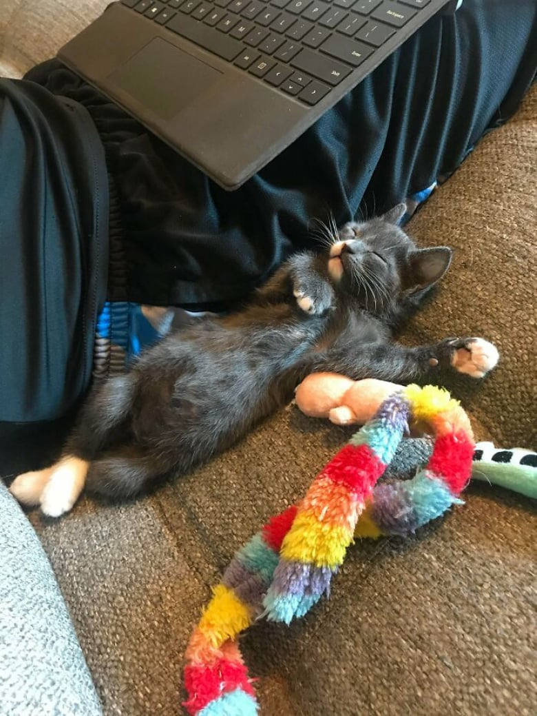 https://www.woopets.fr/assets/ckeditor/2022/mar/actualities/13455/xl/ces-xx-photos-demontrent-que-les-chats-ont-un-charme-fou-cbc65d8d0.jpg