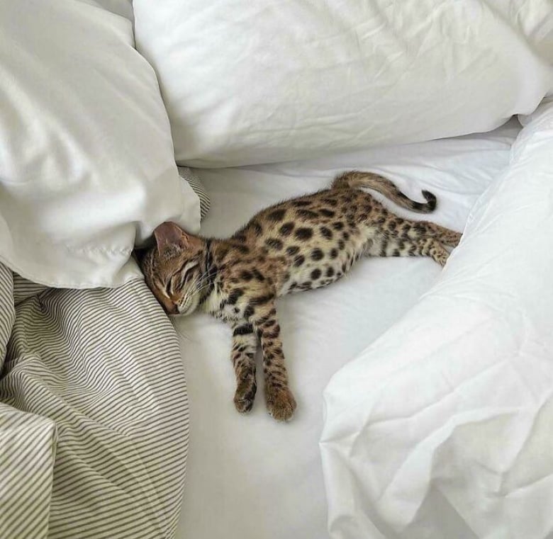 https://www.woopets.fr/assets/ckeditor/2022/mar/actualities/13455/xl/ces-xx-photos-demontrent-que-les-chats-ont-un-charme-fou-d62a306e6.jpg