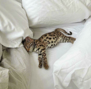 Illustration de l'article : Ces 20 photos démontrent que les chats ont un charme fou