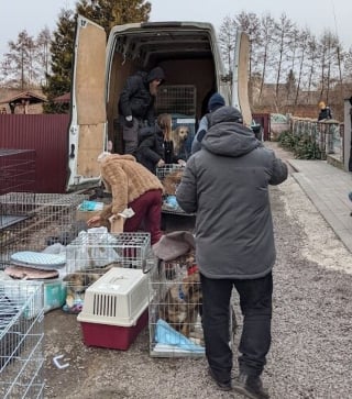 Illustration de l'article : Comment l'association PETA a sauvé plus de 600 chiens et chats depuis le début du conflit en Ukraine ?