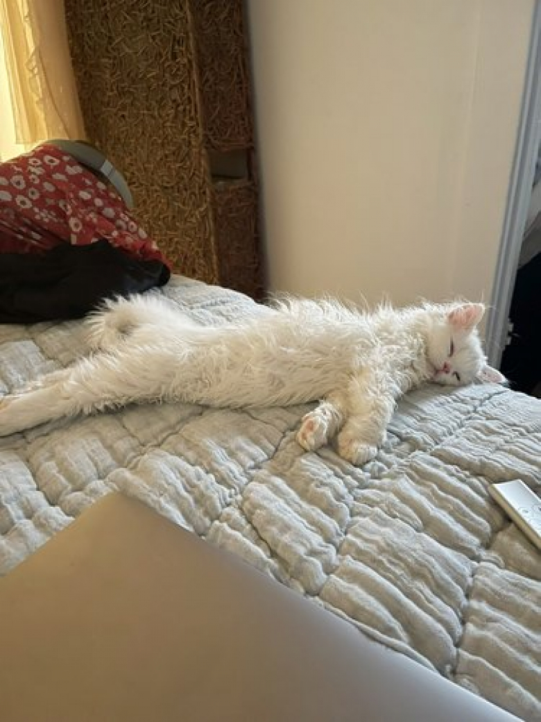 https://www.woopets.fr/assets/ckeditor/2022/mar/actualities/13466/xl/xx-photos-de-chiens-et-chats-qui-vont-vous-aider-a-relativiser-3d86e3bd6.jpg