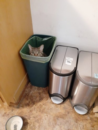 Illustration de l'article : 12 photos de chiens et chats qui vont vous aider à relativiser