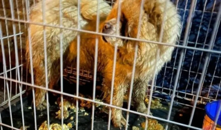 Illustration de l'article : Un Chow Chow abandonné dans une cage et couvert de vomi fait une rencontre providentielle