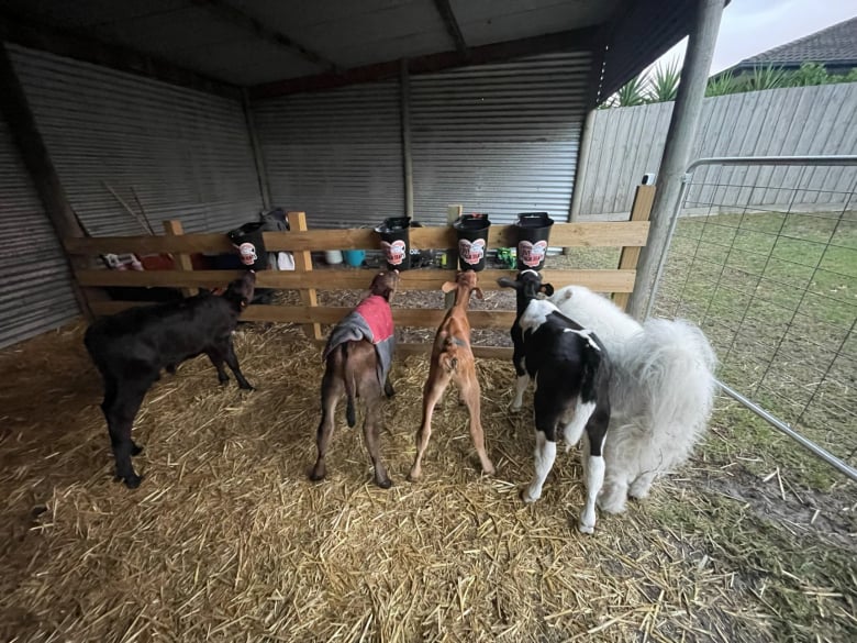https://www.woopets.fr/assets/ckeditor/2022/mar/actualities/13484/xl/des-veaux-orphelins-trouvent-refuge-dans-les-pattes-d-un-samoyede-doux-et-joueur-d51861f87.jpg