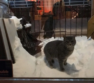 Illustration de l'article : Une jeune chatte à la recherche de nourriture et d'un abri voit son rêve devenir réalité 