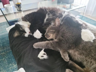 Illustration de l'article : Une jeune chatte à la recherche de nourriture et d'un abri voit son rêve devenir réalité 