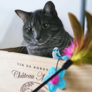 Illustration de l'article : Une jeune chatte à la recherche de nourriture et d'un abri voit son rêve devenir réalité 