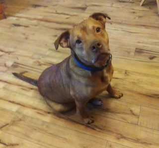 Illustration de l'article : Horrifié par le monde à cause de son passé douloureux, ce chien reprend goût à la vie 