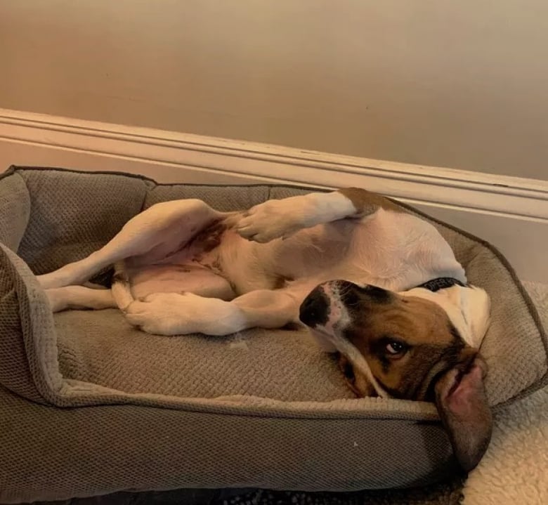 https://www.woopets.fr/assets/ckeditor/2022/mar/actualities/13510/xl/IMG_0933.jpg