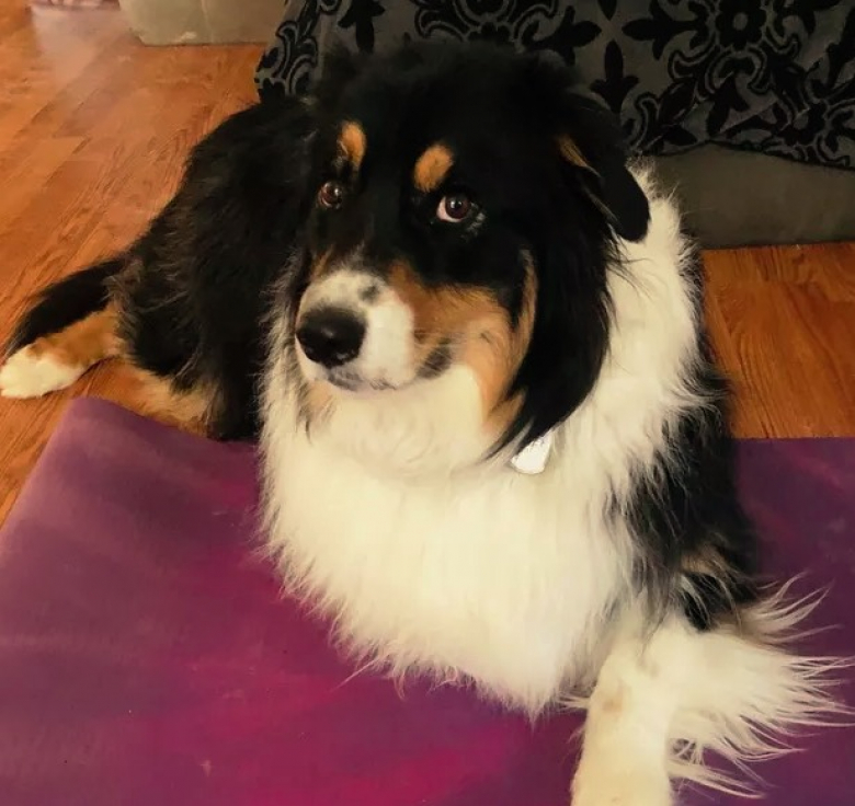 https://www.woopets.fr/assets/ckeditor/2022/mar/actualities/13510/xl/IMG_0936.jpg