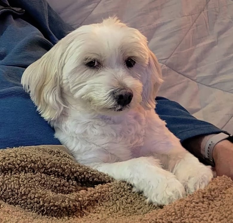 https://www.woopets.fr/assets/ckeditor/2022/mar/actualities/13510/xl/IMG_0940.jpg