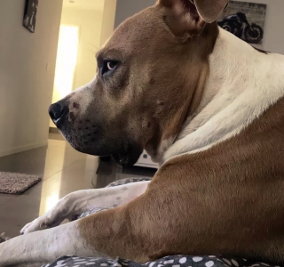 Illustration de l'article : 14 regards de chiens qui vous implorent de vous remettre en question