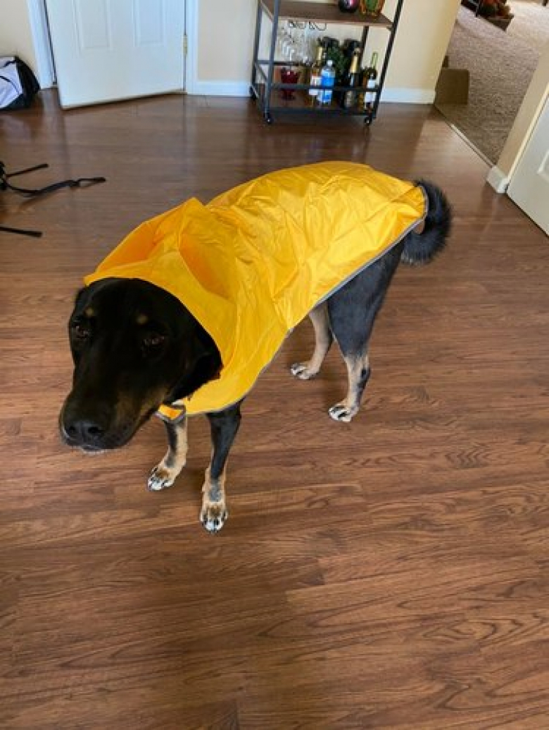 https://www.woopets.fr/assets/ckeditor/2022/mar/actualities/13528/xl/xx-photos-de-chiens-dont-les-clowneries-les-rendent-encore-plus-attachants-1d3ac8738.jpg