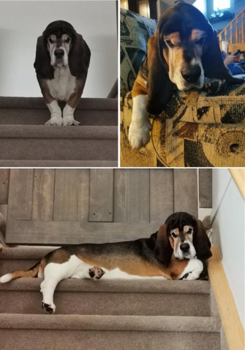 https://www.woopets.fr/assets/ckeditor/2022/mar/actualities/13528/xl/xx-photos-de-chiens-dont-les-clowneries-les-rendent-encore-plus-attachants-65c97017c.jpg