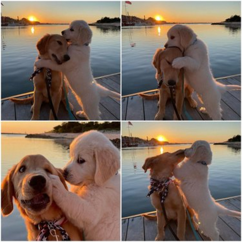 https://www.woopets.fr/assets/ckeditor/2022/mar/actualities/13528/xl/xx-photos-de-chiens-dont-les-clowneries-les-rendent-encore-plus-attachants-79c7c3503.jpg