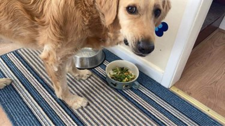 https://www.woopets.fr/assets/ckeditor/2022/mar/actualities/13528/xl/xx-photos-de-chiens-dont-les-clowneries-les-rendent-encore-plus-attachants-879a1d854.jpg