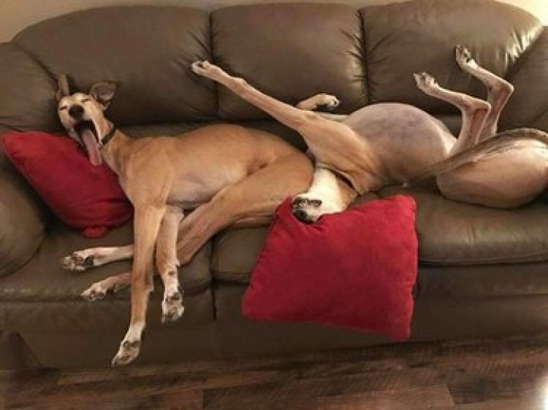 https://www.woopets.fr/assets/ckeditor/2022/mar/actualities/13528/xl/xx-photos-de-chiens-dont-les-clowneries-les-rendent-encore-plus-attachants-dfb387134.jpg