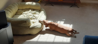 Illustration de l'article : 16 photos de chiens dont les clowneries les rendent encore plus attachants