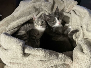 Illustration de l'article : 20 photos d'animaux autrefois négligés qui ont trouvé la famille de leurs rêves