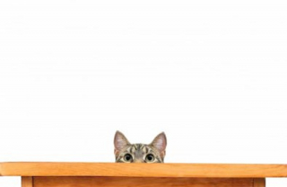 Illustration de l'article : 7 clichés superbes pour célébrer nos animaux de compagnie bien-aimés 