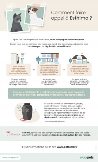 Illustration de l'article : Faire face à la mort de son chat