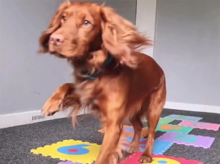Illustration de l'article : Ce Cocker devient le premier chien au monde à maîtriser la marelle (vidéo)