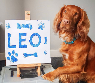 Illustration de l'article : Ce Cocker devient le premier chien au monde à maîtriser la marelle (vidéo)