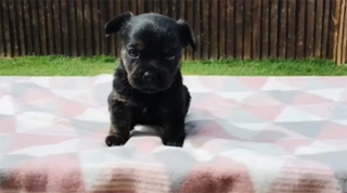 Illustration de l'article : Elle pense adopter un chiot Bouledogue Français de pure race, mais elle vit un "choc" quand il commence à grandir