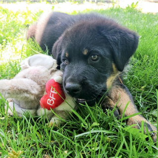 Illustration de l'article : 14 photos montrant la belle évolution d'un chiot en un an