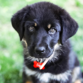 Illustration de l'article : 14 photos montrant la belle évolution d'un chiot en un an