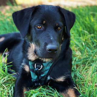 Illustration de l'article : 14 photos montrant la belle évolution d'un chiot en un an
