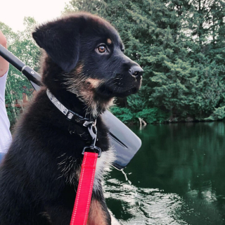 Illustration de l'article : 14 photos montrant la belle évolution d'un chiot en un an