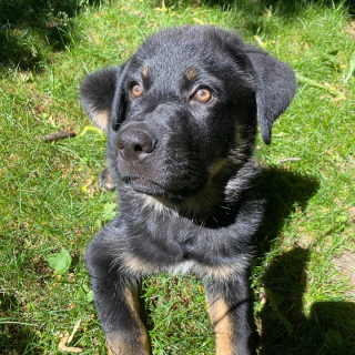 Illustration de l'article : 14 photos montrant la belle évolution d'un chiot en un an