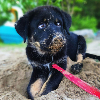 Illustration de l'article : 14 photos montrant la belle évolution d'un chiot en un an