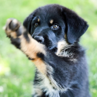 Illustration de l'article : 14 photos montrant la belle évolution d'un chiot en un an
