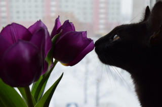 Illustration de l'article : 18 prénoms de chats qui sentent bon le printemps