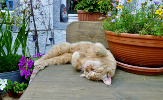 Illustration de l'article : 18 prénoms de chats qui sentent bon le printemps