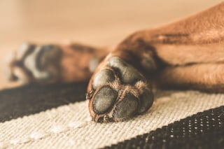 Illustration de l'article : 9 raisons qui expliquent pourquoi votre chien se lèche les pattes