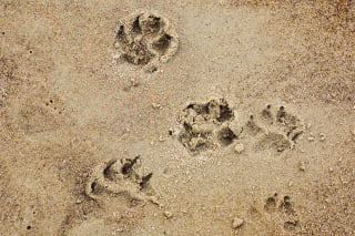 Illustration de l'article : 9 raisons qui expliquent pourquoi votre chien se lèche les pattes